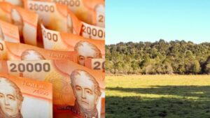 Conaf presenta querella y exige una multa superior a los $8.300 millones