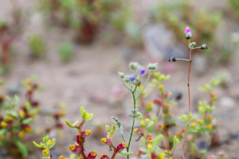 Ministerio del Medio Ambiente invita a registrar flora y fauna de Chile
